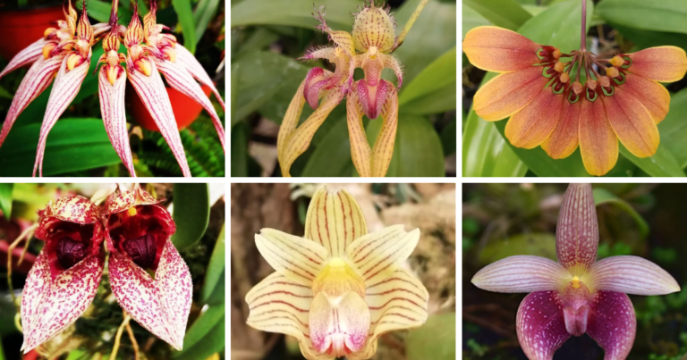 10 Most Popular Types Of Bulbophyllum Pictorial Guide