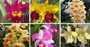 10 Most Popular Types Of Cattleya Orchid Pictorial Guide