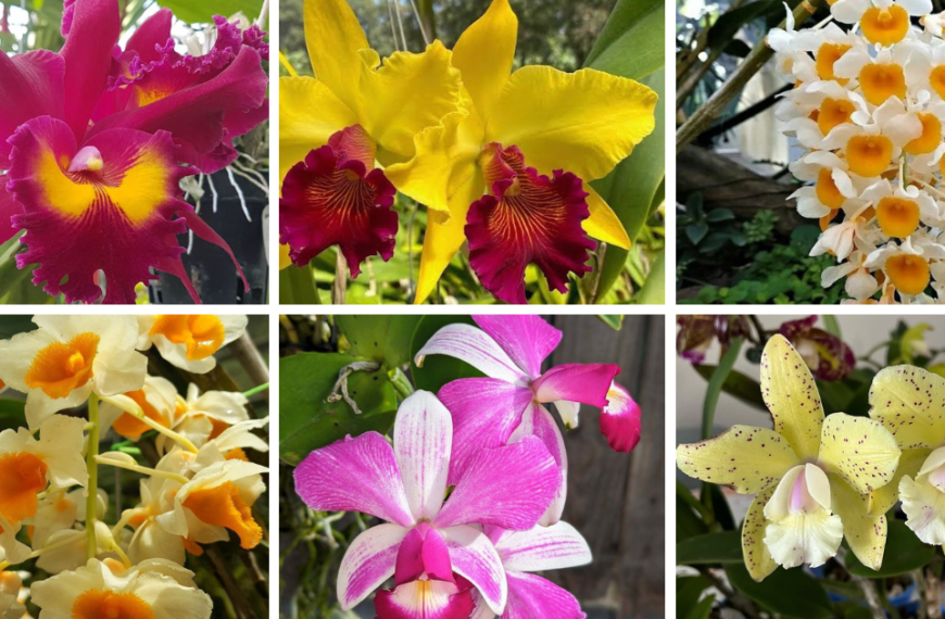 10 Most Popular Types Of Cattleya Orchid Pictorial Guide