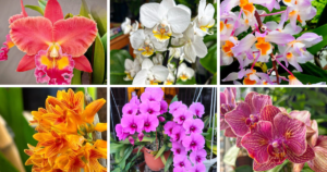 10 Most Popular Types Of Dendrobium Orchid Pictorial Guide