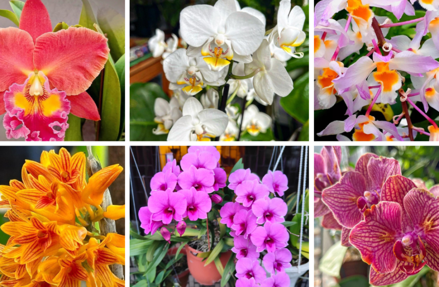10 Most Popular Types Of Dendrobium Orchid Pictorial Guide
