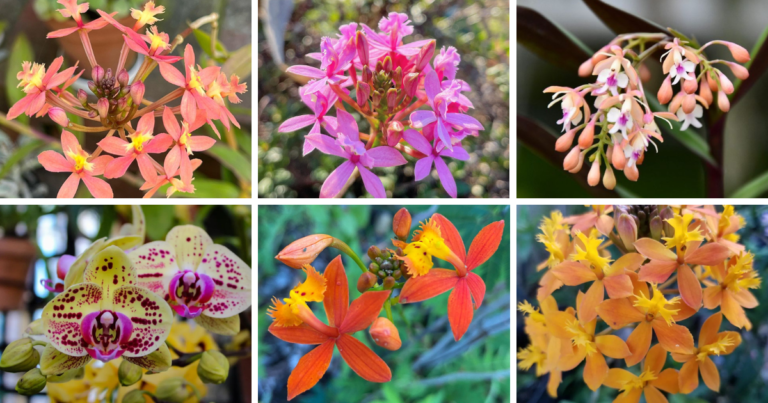 10 Most Popular Types Of Epidendrum Orchid Pictorial Guide