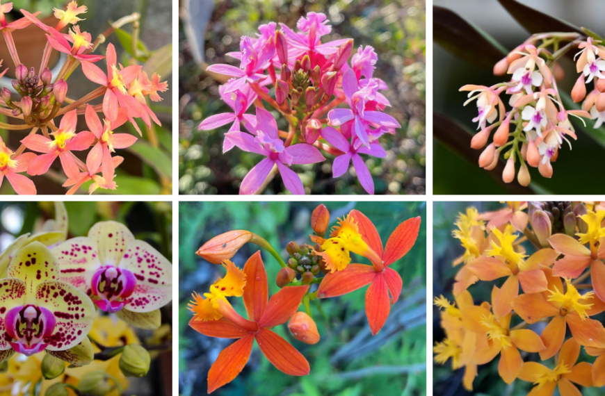10 Most Popular Types Of Epidendrum Orchid Pictorial Guide