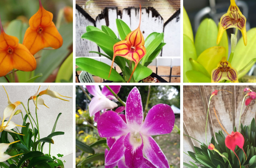 10 Most Popular Types Of Masdevallia Orchid Pictorial Guide