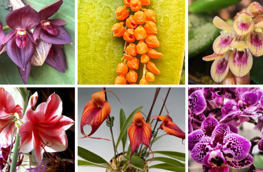 10 Most Popular Types Of Pleurothallis Orchid Pictorial Guide