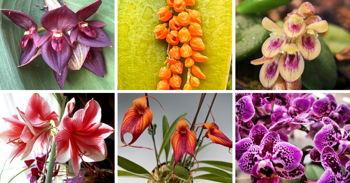 10 Most Popular Types Of Pleurothallis Orchid Pictorial Guide