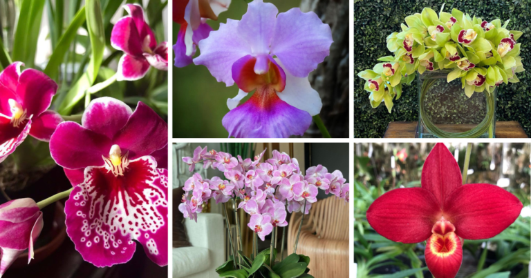 10 Orchids Named After Celebrities And The Story Behind