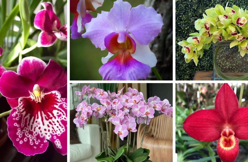 10 Orchids Named After Celebrities And The Story Behind