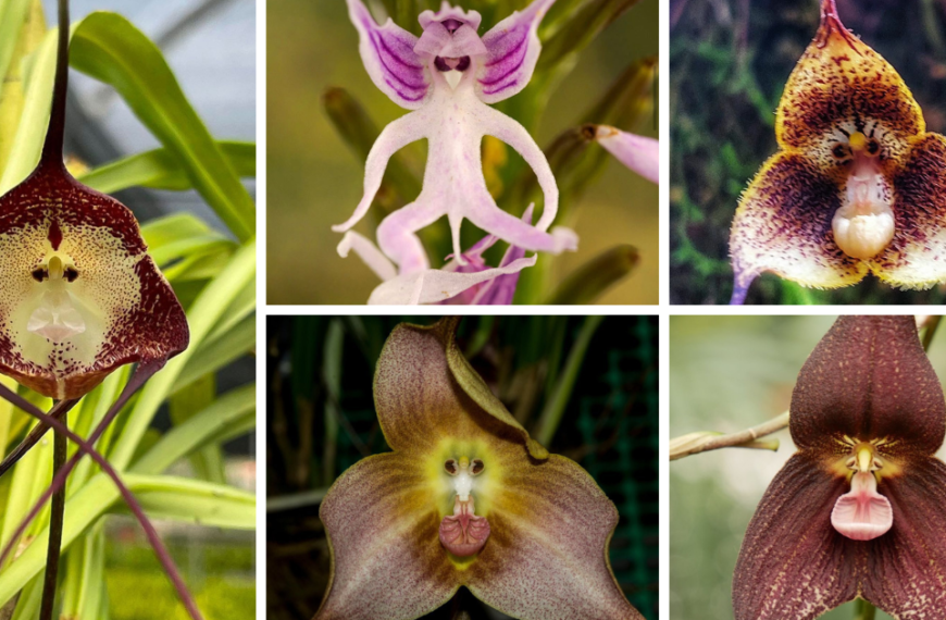 10 Weird Looking Rare Orchid Plants That Will Blow Your Mind