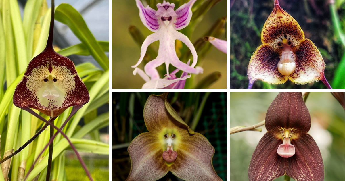 10 Weird Looking Rare Orchid Plants That Will Blow Your Mind