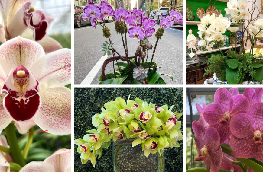 7 Easy-To-Grow Orchids For Beginners