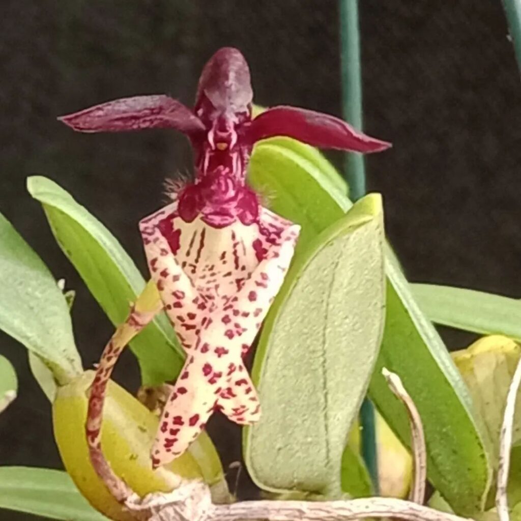 Bulbophyllum Lasiochilum