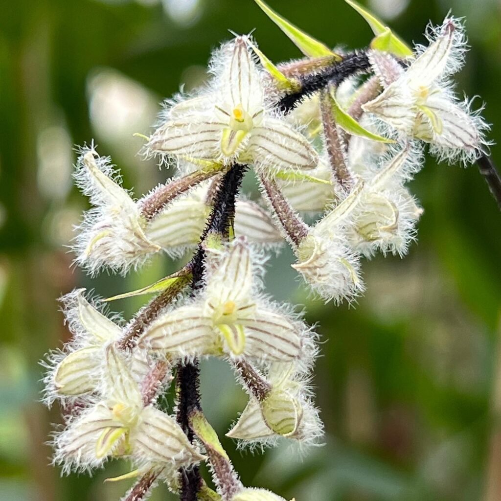 Bulbophyllum Lindleyanum