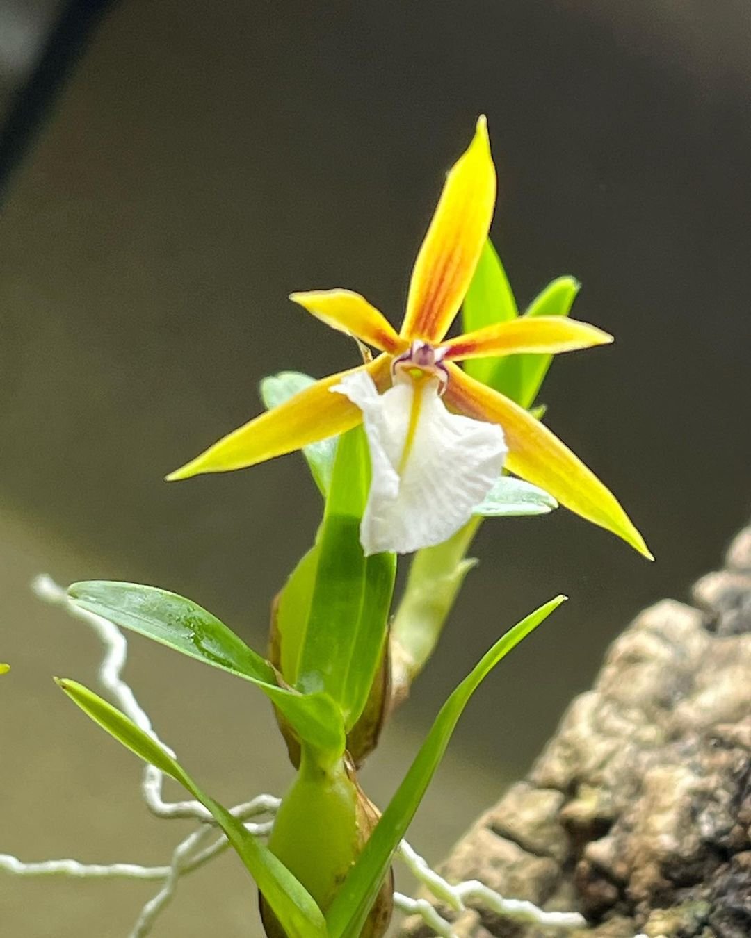 10 Popular Types Of Epidendrum Orchid Pictorial Guide