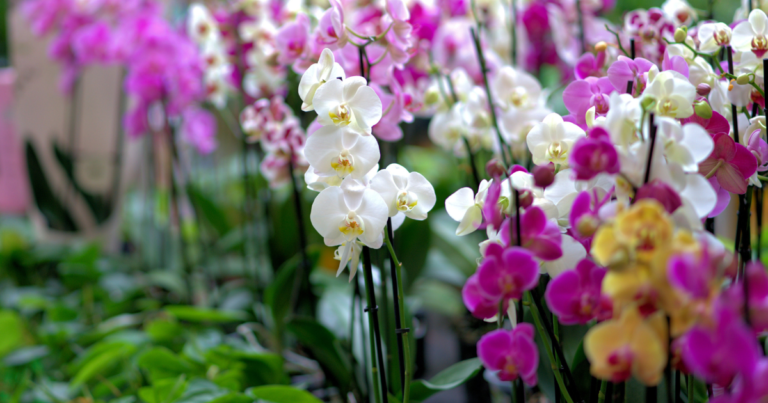 How To Care For Orchid Plants