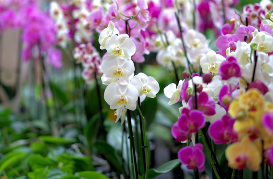 How To Care For Orchid Plants