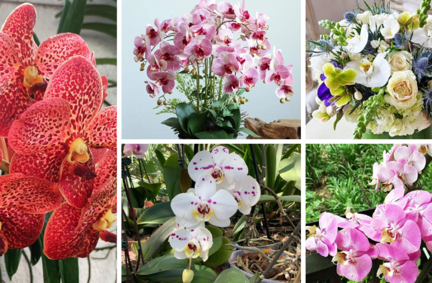 The Ultimate Guide To Growing Beautiful Orchids Inside Your Home