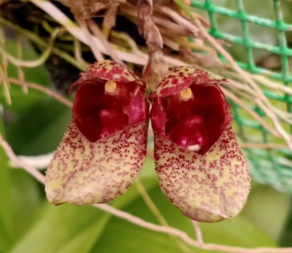 Top 10 Interesting Facts About Bulbophyllum Orchids