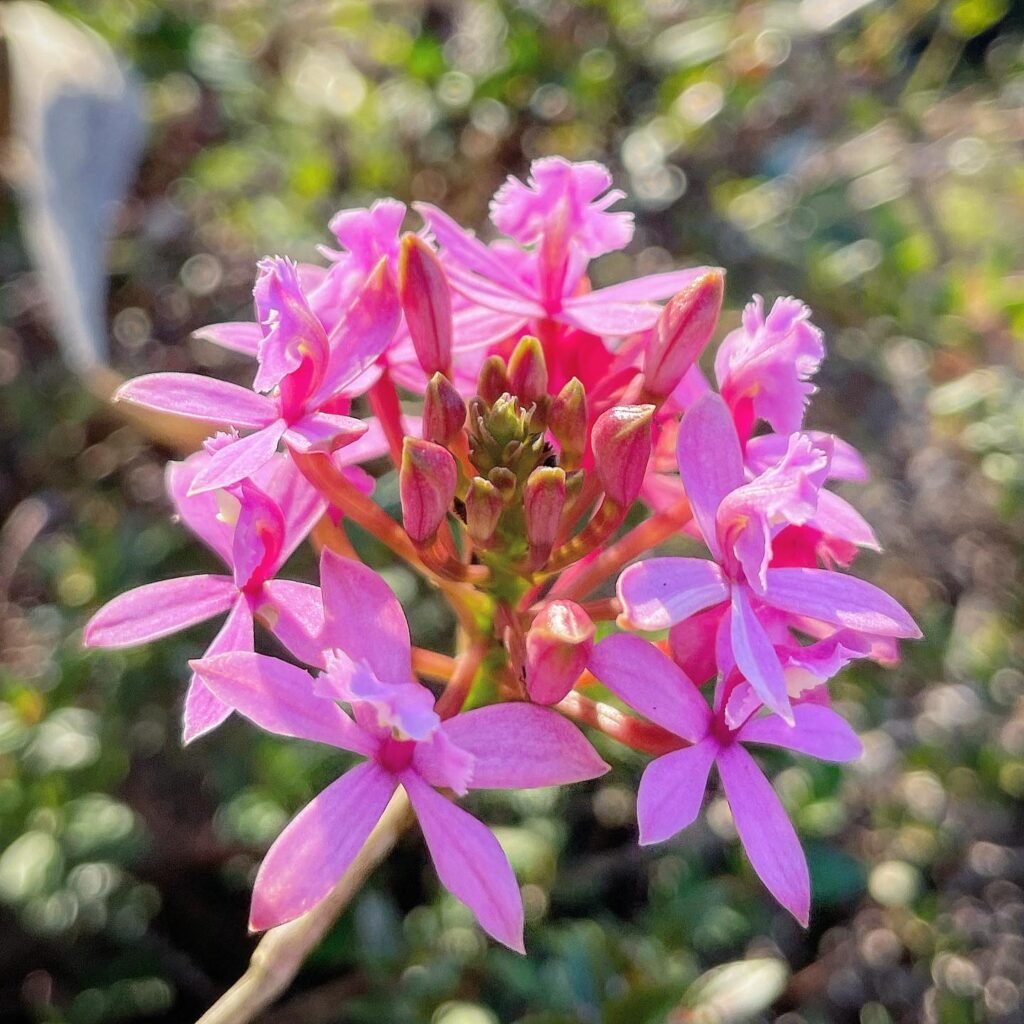 How To Propagate Epidendrum Orchids