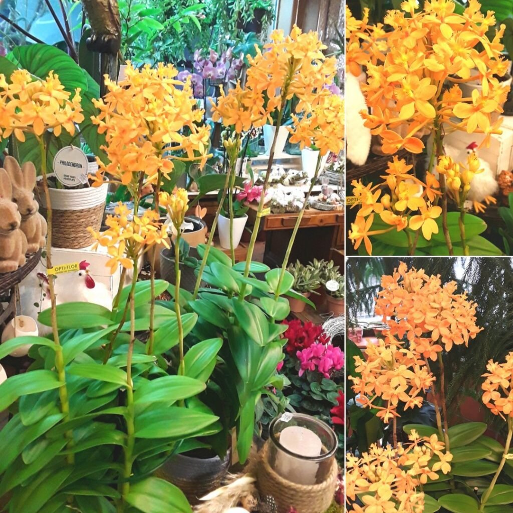 How To Grow And Care For Epidendrum Orchids