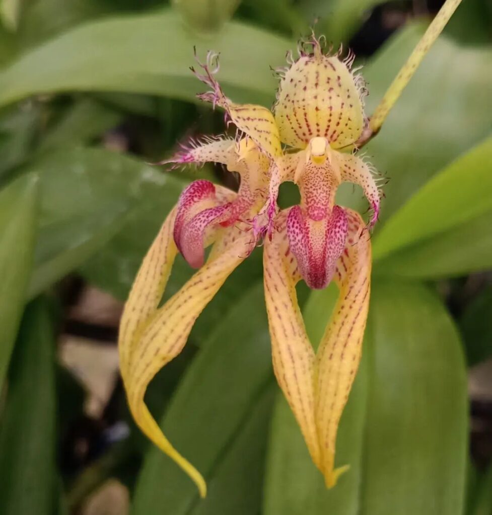 10 Most Popular Types Of Bulbophyllum Orchid Pictorial Guide