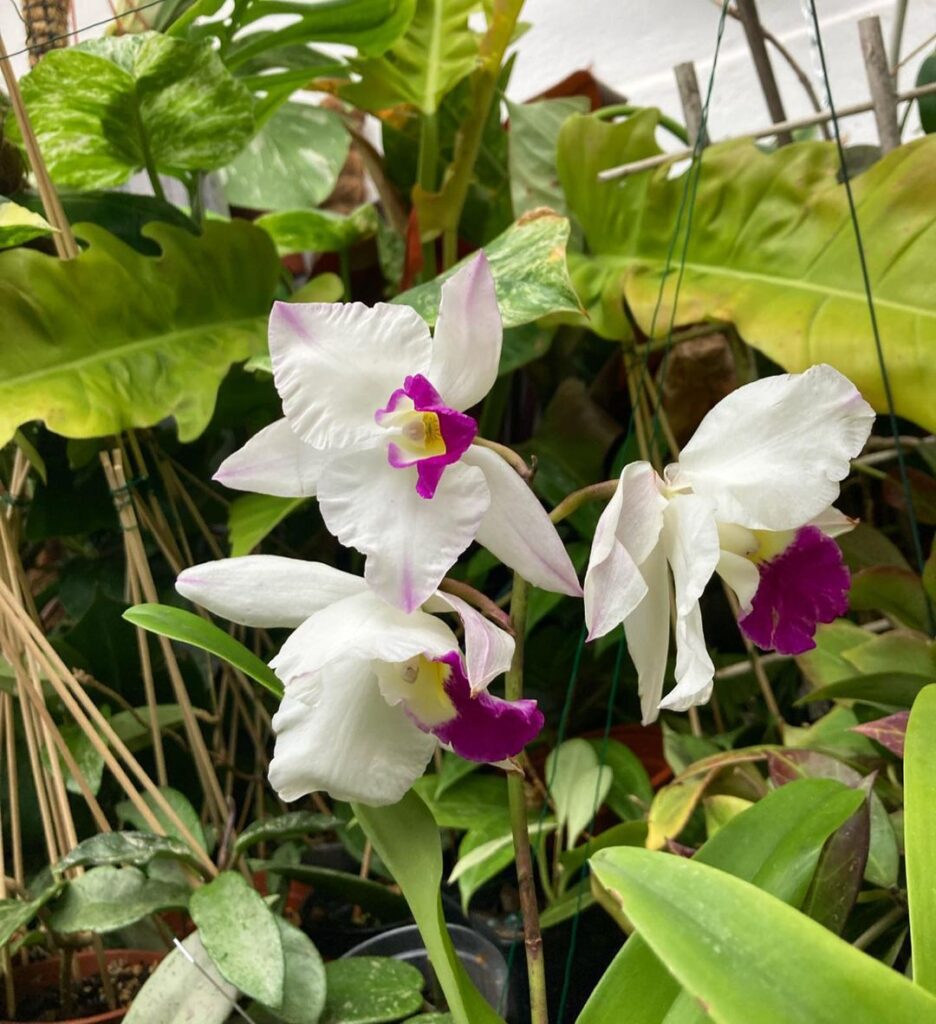 How To Grow And Care For Cattleya Orchid