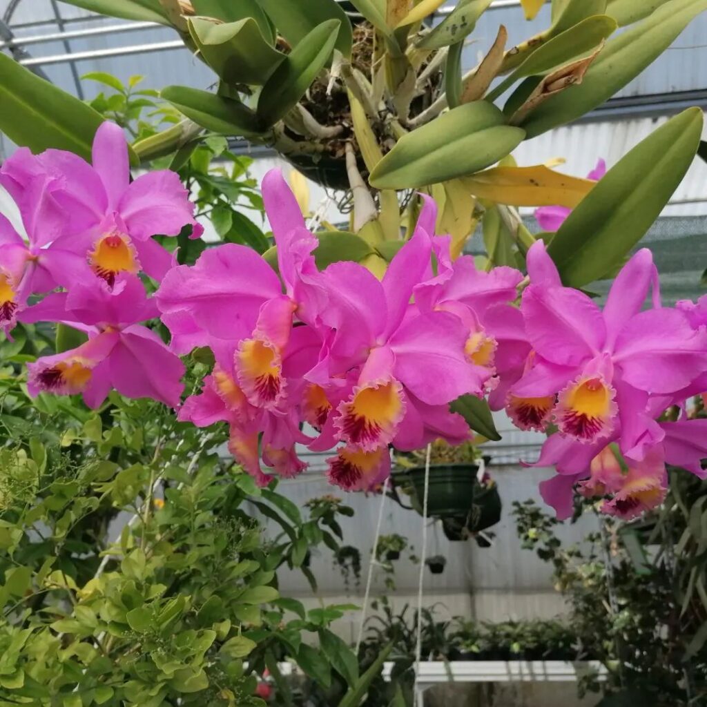 Top 10 Interesting Facts About Cattleya Orchid