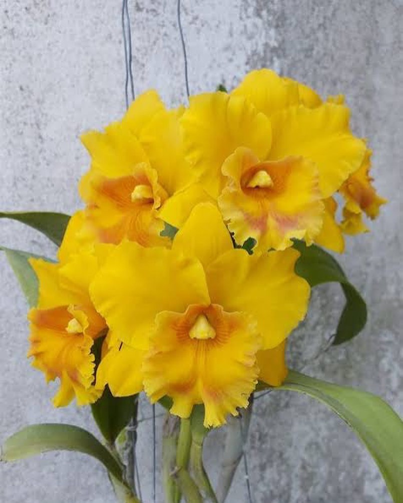 How To Propagate Cattleya Orchid