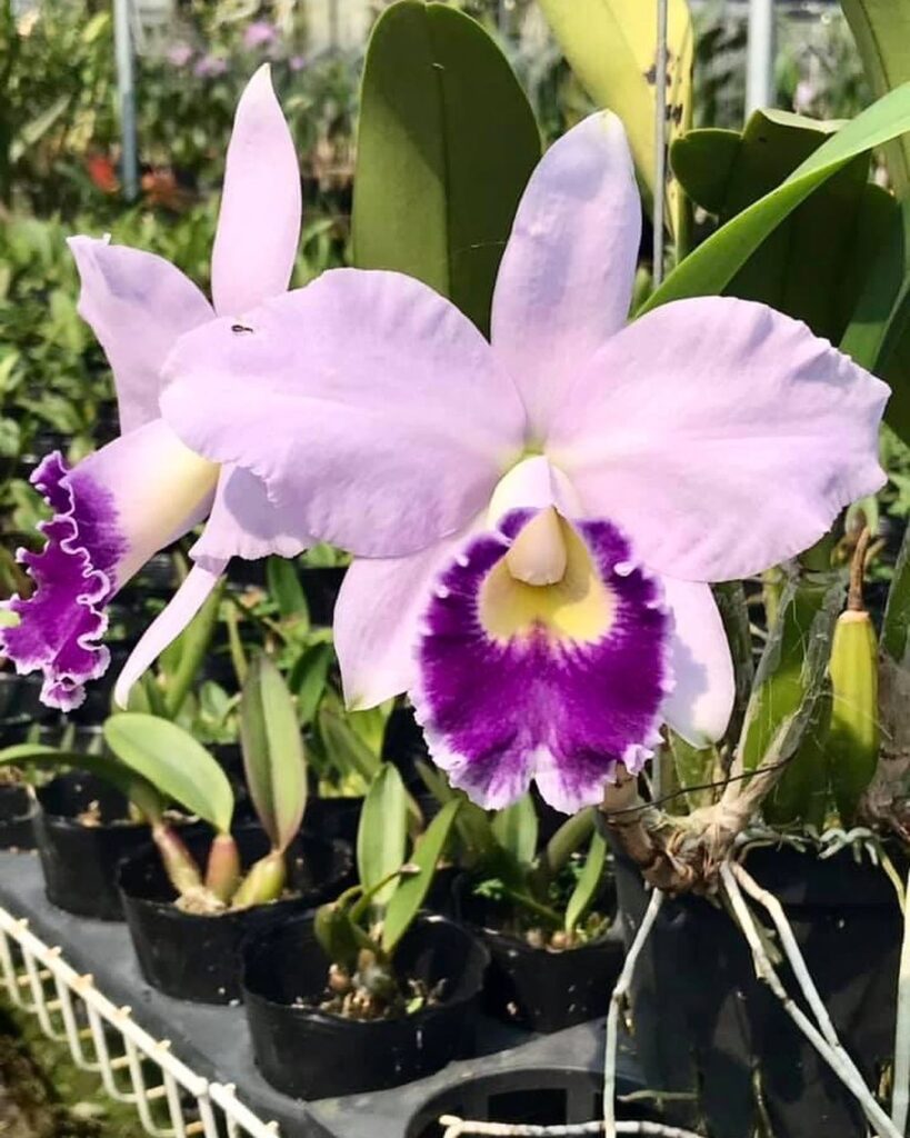 Top 5 FAQ And Answers For Cattleya Orchid