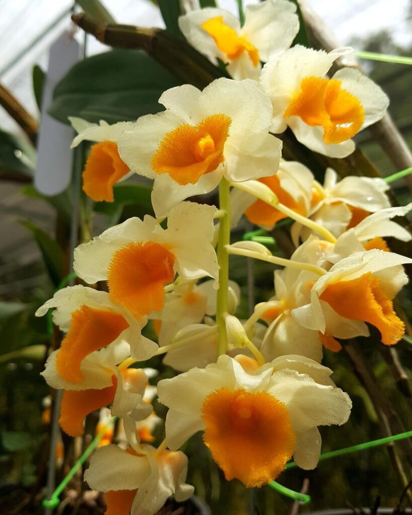 10 Most Popular Types Of Cattleya Orchid Pictorial Guide