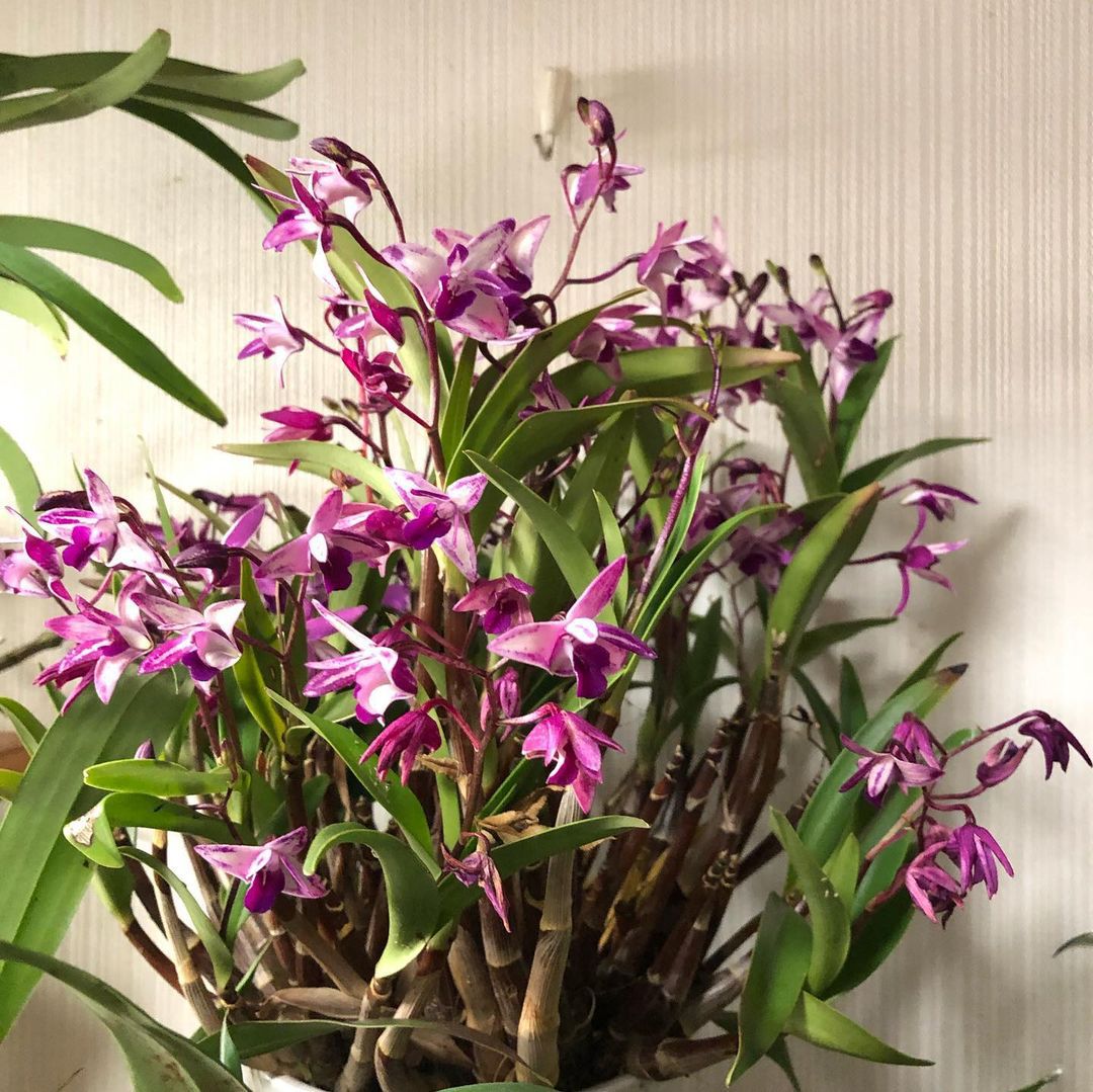 Top 10 Interesting Facts About Dendrobium