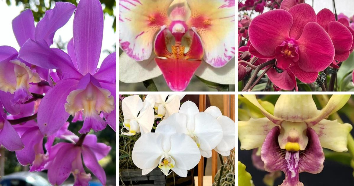 10 Orchids Named After Famous Person And Their…
