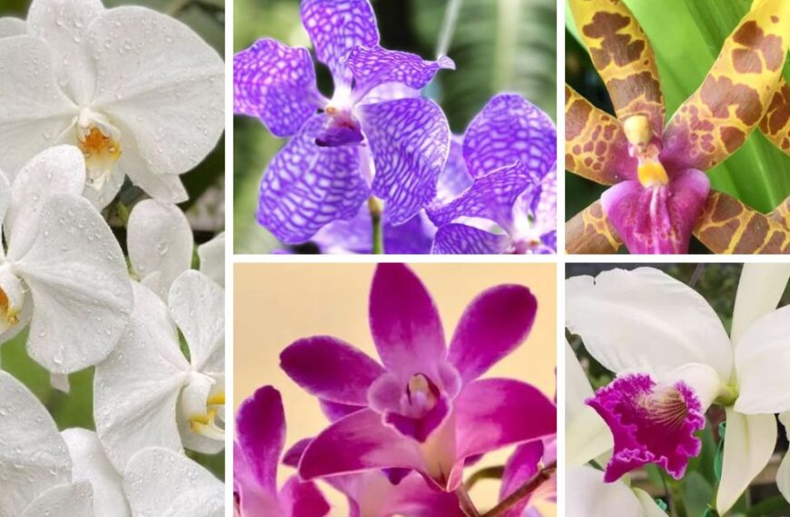 10 Orchids Named After Royalties And Their Glory Story