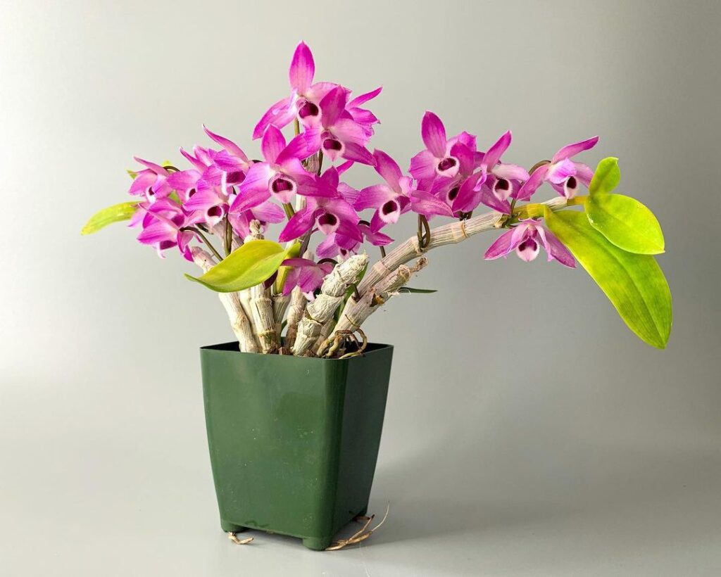 How To Grow And Care For Dendrobium