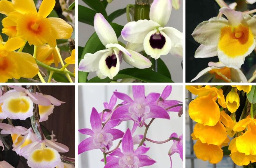 40 Most Popular Types Of Dendrobium Pictorial Guide