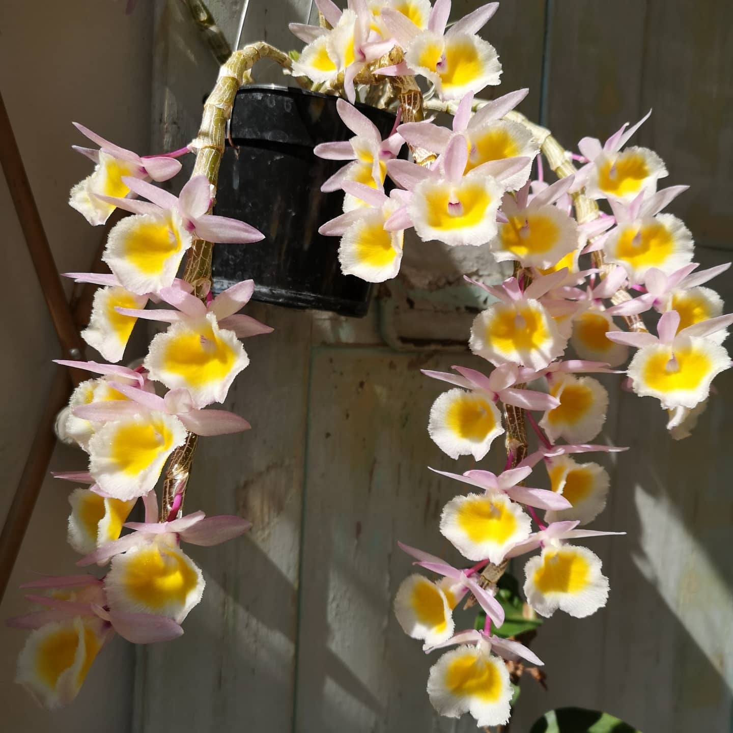 How to Propagate Dendrobium