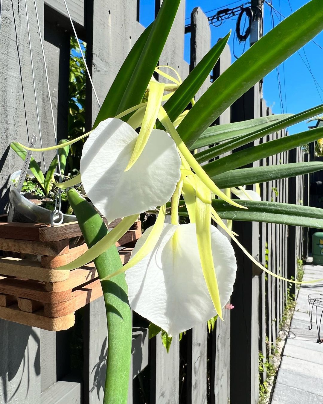 Protecting Your Orchids: Common Diseases And How To Prevent Them