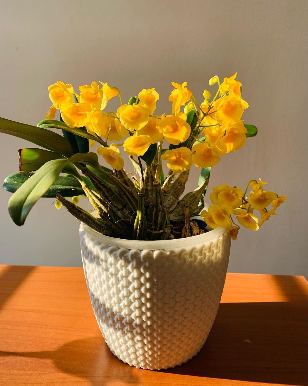 How To Propagate Dendrobium