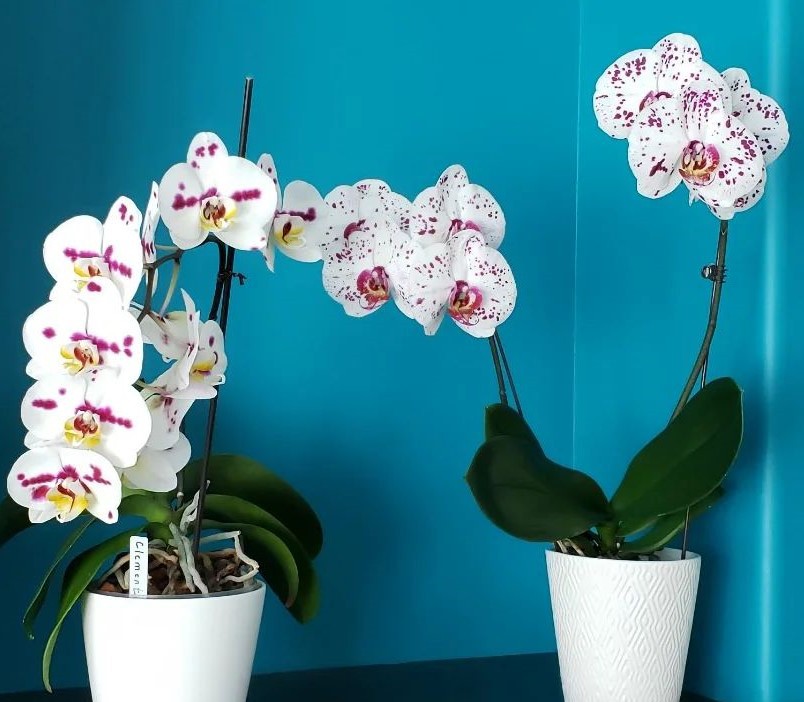Protecting Your Orchids: Common Diseases And How To Prevent Them