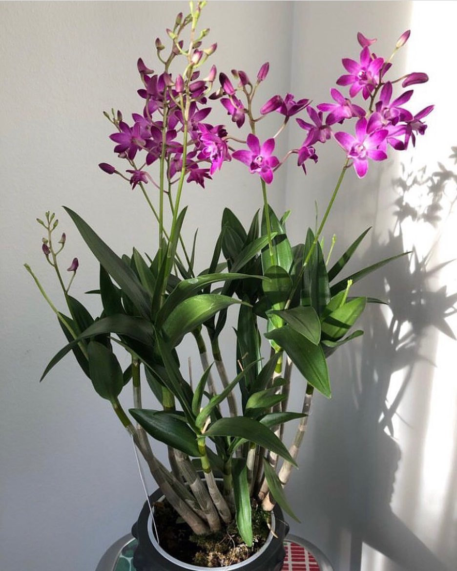 Top 5 FAQ And Answers For Orchids Named After Royalties