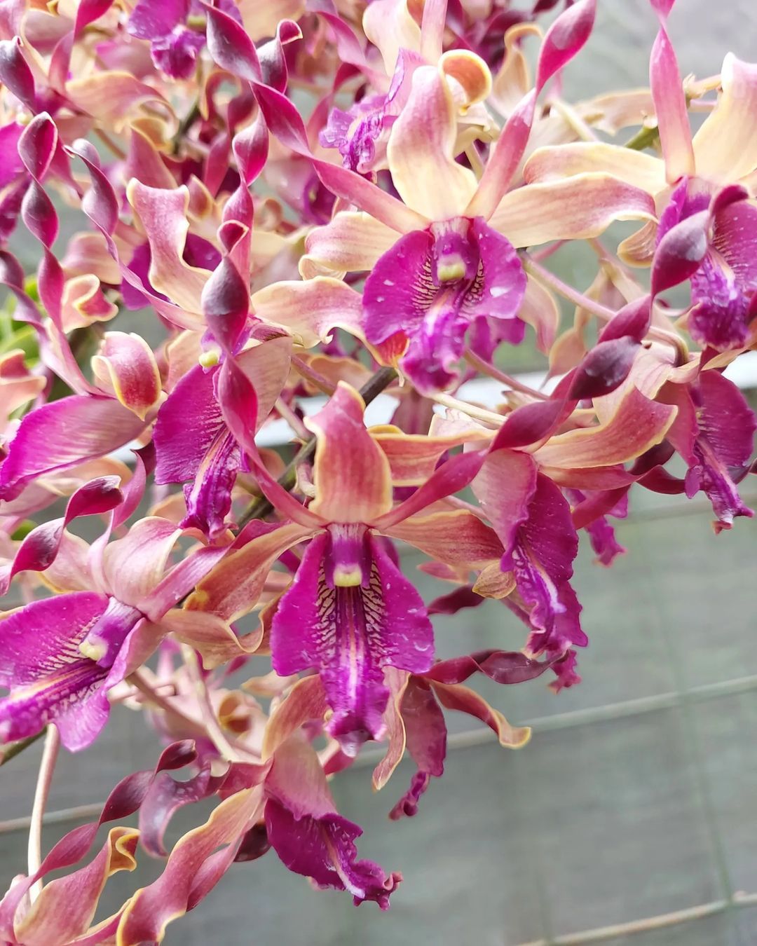 Dendrobium Jackie Chan- 10 Orchids Named After Famous Person And Their Story