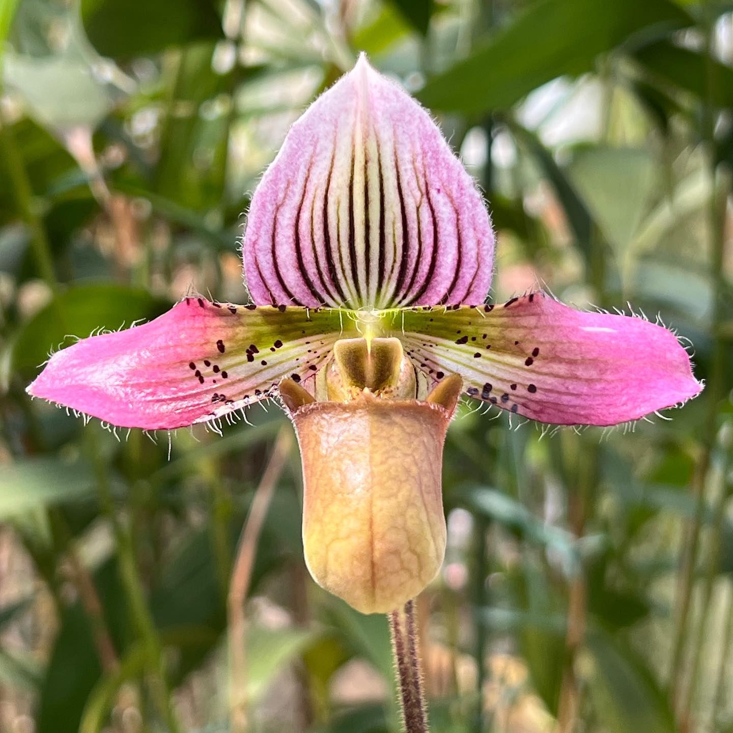 Paphiopedilum Elvis Presley - 10 Orchids Named After Famous Person And Their Story