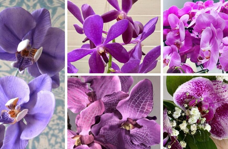 The Fascinating History Of Purple Orchids