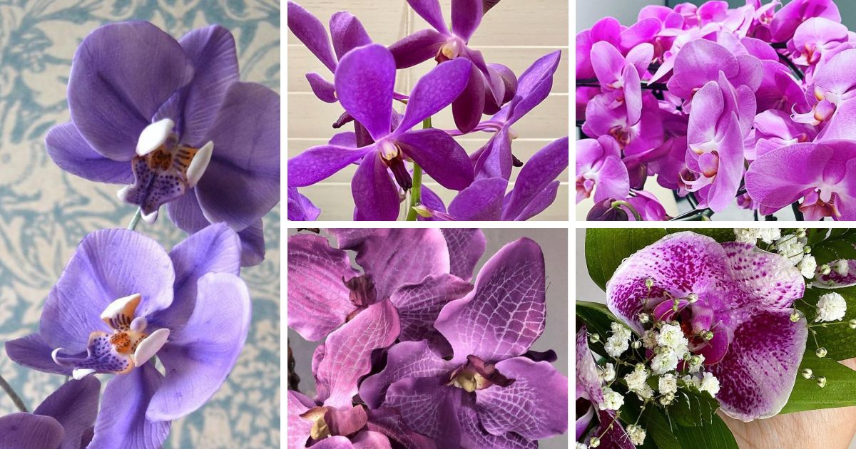 The Fascinating History Of Purple Orchids
