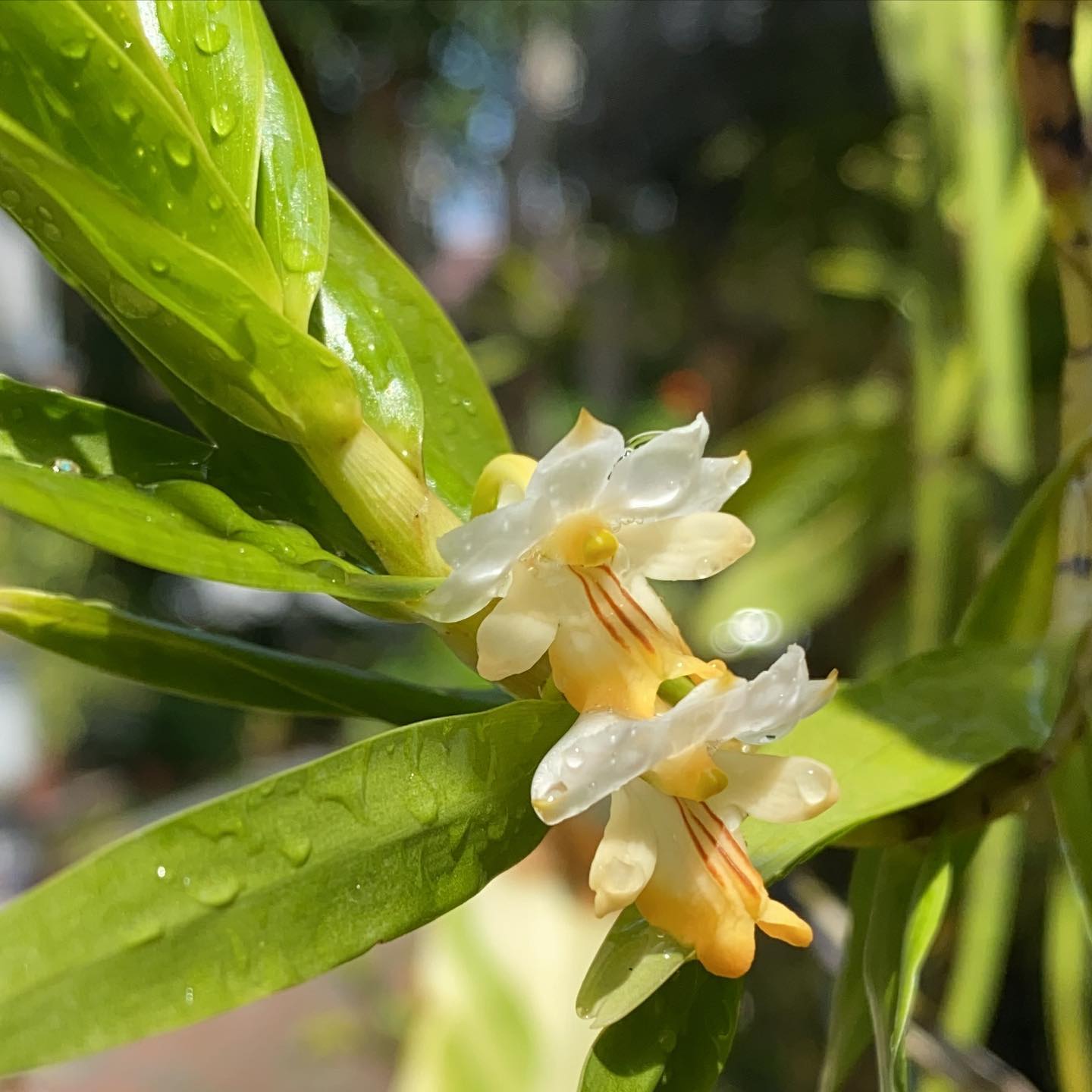 Dendrobium Ellipsophyllum