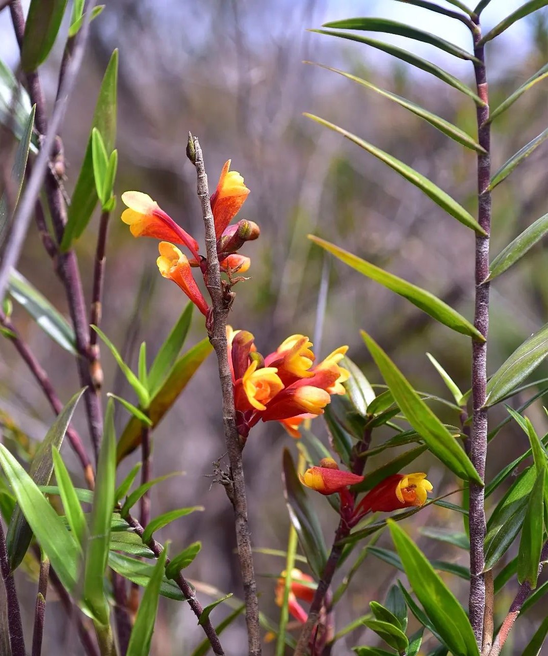 Dendrobium Subclausum

