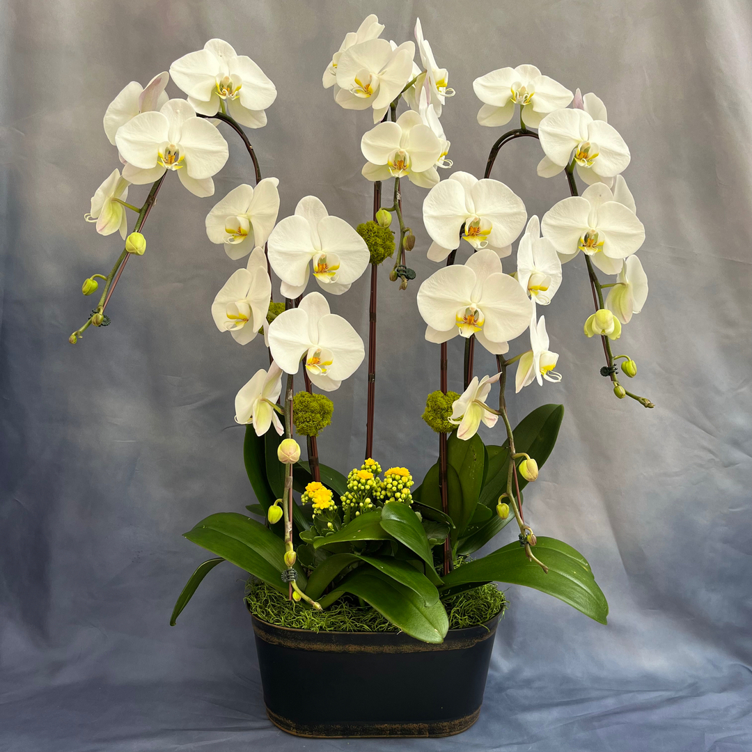 10 Orchids Named After Famous Person And Their Story