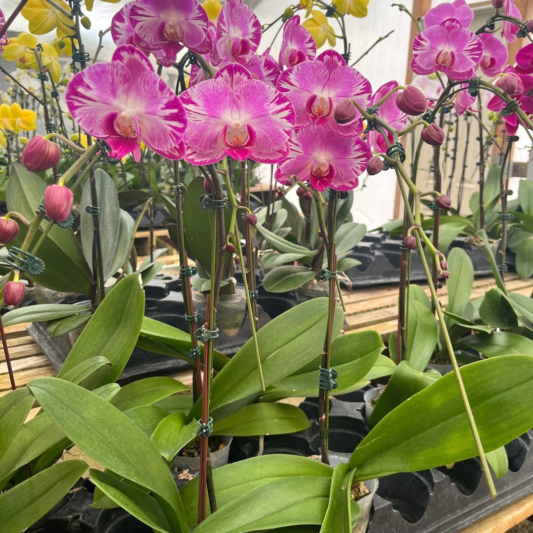 Top 5 FAQ And Answers For Orchids Named After Famous Person