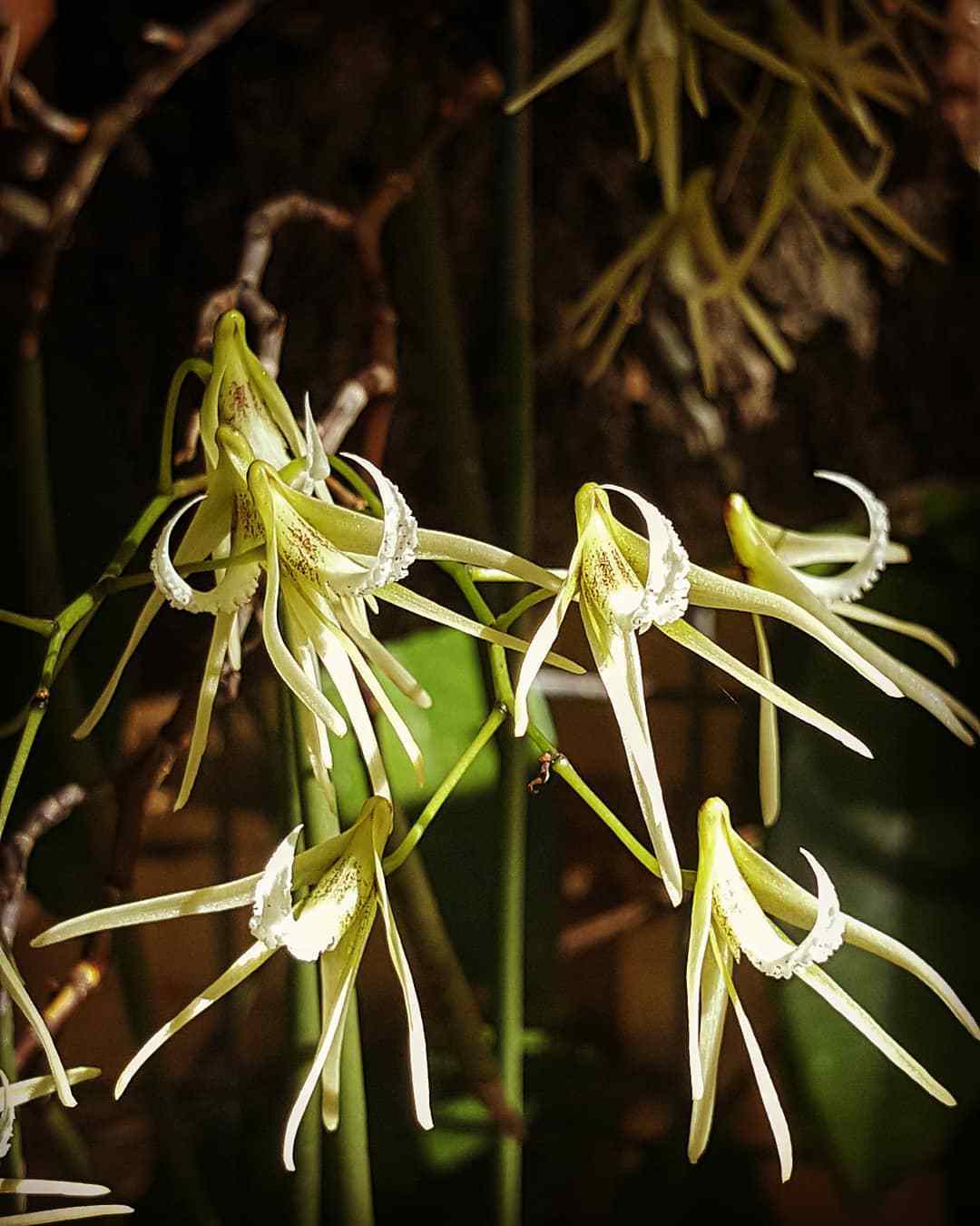 Dendrobium Teretifolium
