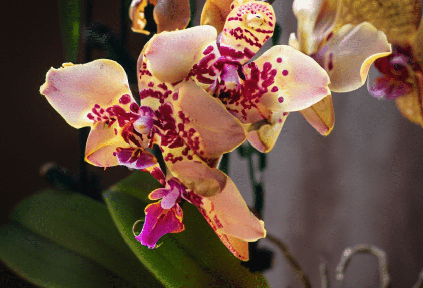 Troubleshooting Orchid Care: Signs Your Plant Needs Attention